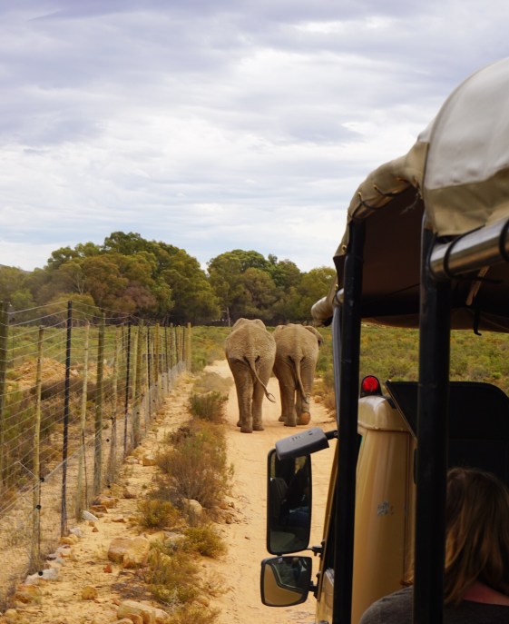Elephants at Aquila Safari (Cape Town, Güney Afrika, South Africa)