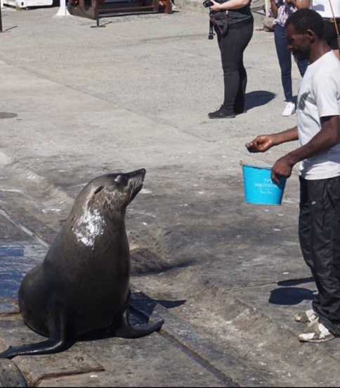 Hout Bay Seals (Cape Town, Güney Afrika, South Africa)