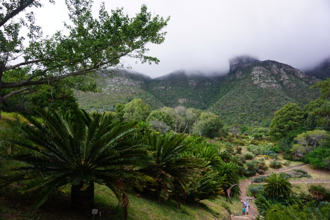 Kirstenbosch Botanik Bahçeleri (Cape Town, Güney Afrika, South Africa)