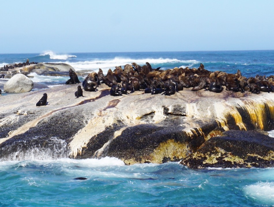 Seals on Duiker Island, Hout Bay (Cape Town, Güney Afrika, South Africa)
