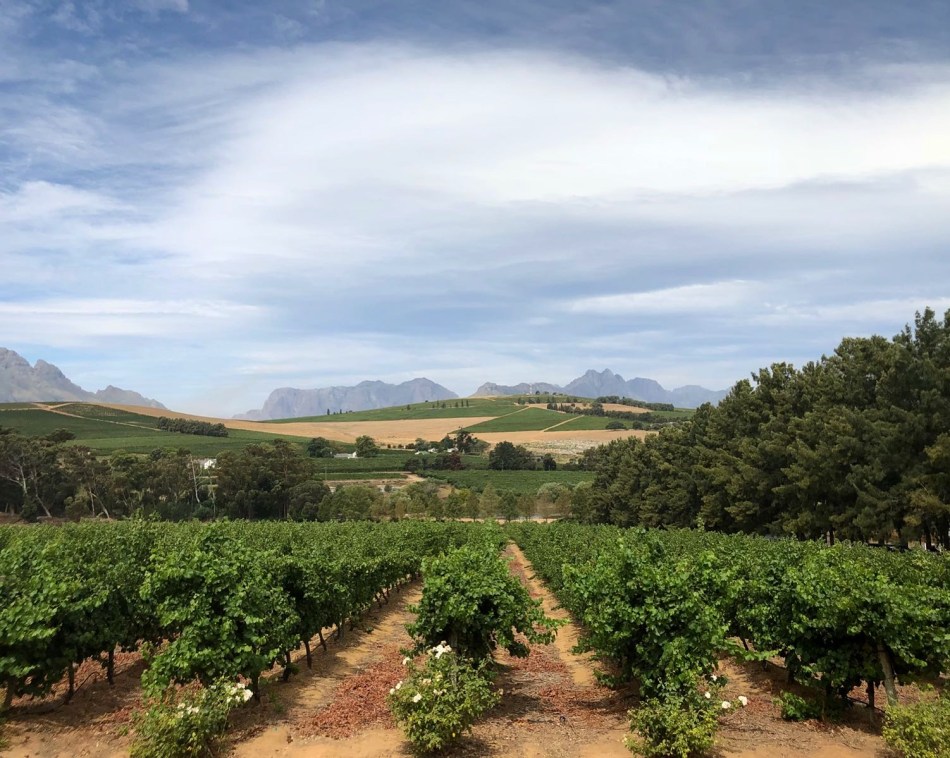 Stellenbosch Vineyards (Cape Town, Güney Afrika, South Africa)