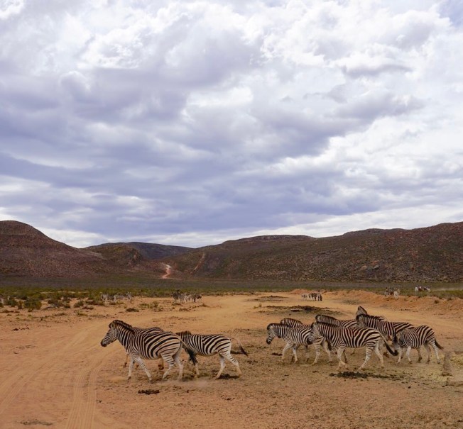 Zebras in Aquila Safari (Cape Town, Güney Afrika, South Africa)