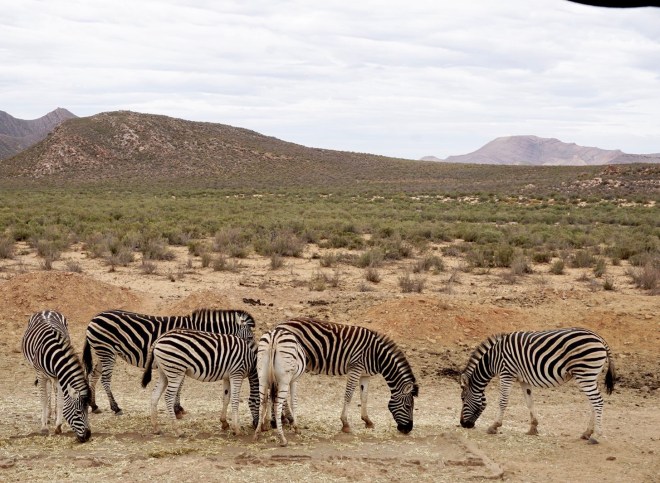 Zebras in Aquila Safari (Cape Town, Güney Afrika, South Africa)