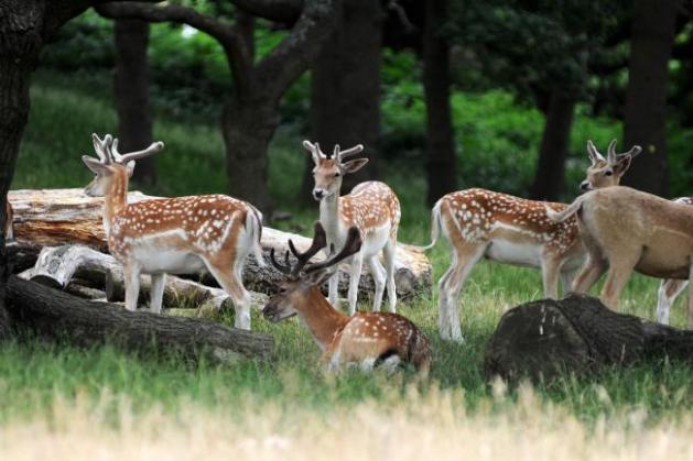 geyikler-richmond park-londra-ingiltere