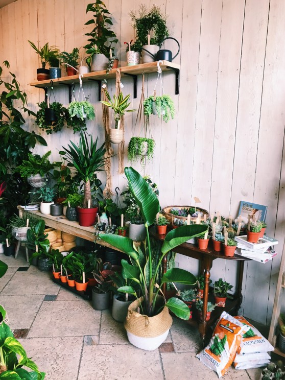 Fancy Plants, Bristol, İngiltere UK